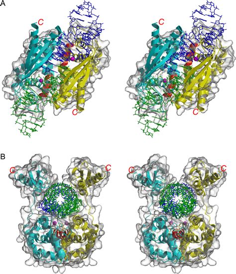 Structural insights into the mechanism of double strand break 